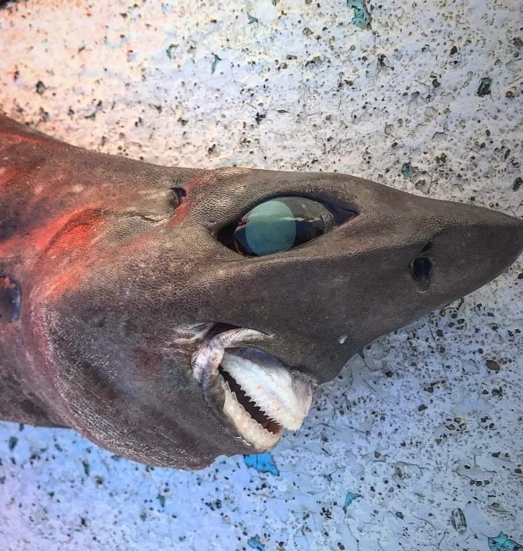بأستراليا.. صيّاد يُثير دهشة مستخدمي الإنترنت بسمكة قرش غريبة