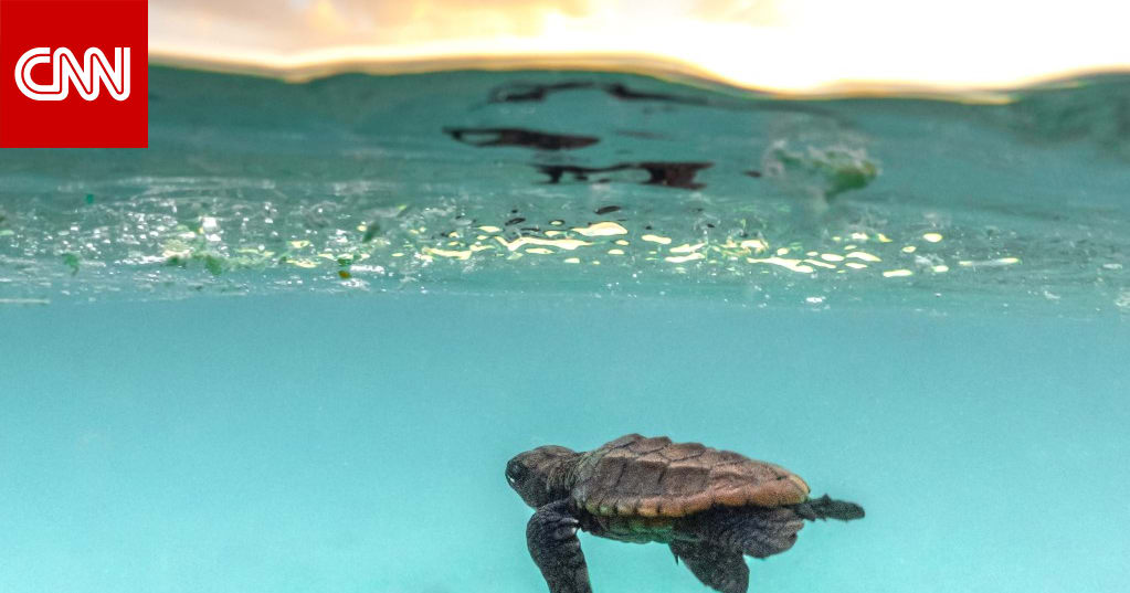 A turtle flipping over its shell after leaving the nest... How did it