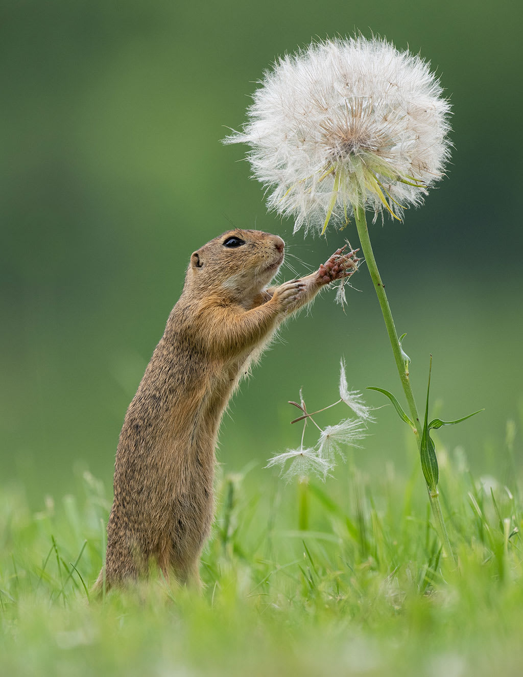 "foto de edad"Un holandés captura el raro momento de una ardilla inhalando la fragancia de una flor