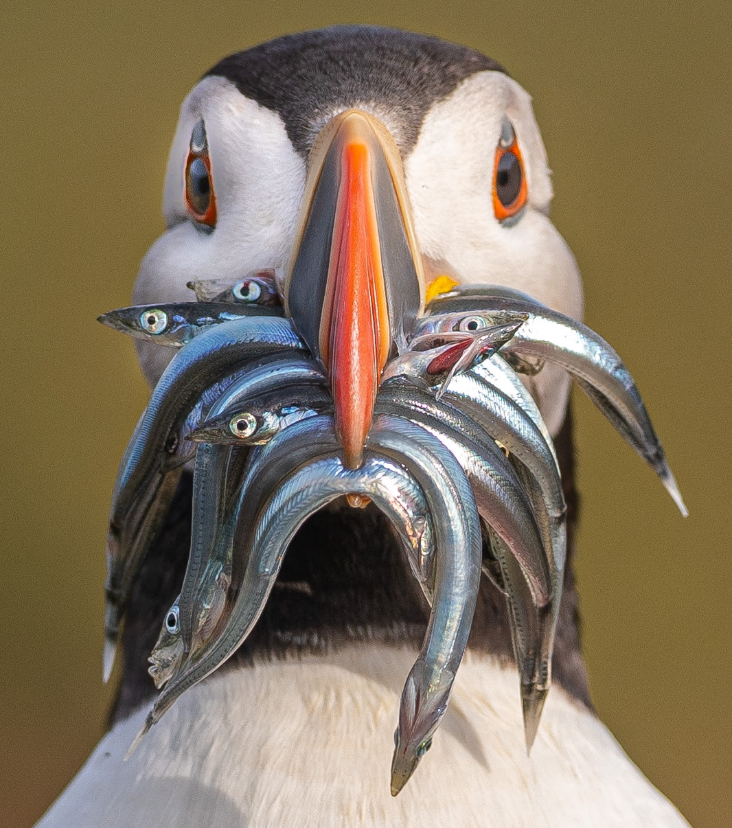 مصور يوثّق لحظة مضحكة وسط زحام الطيور في النرويج