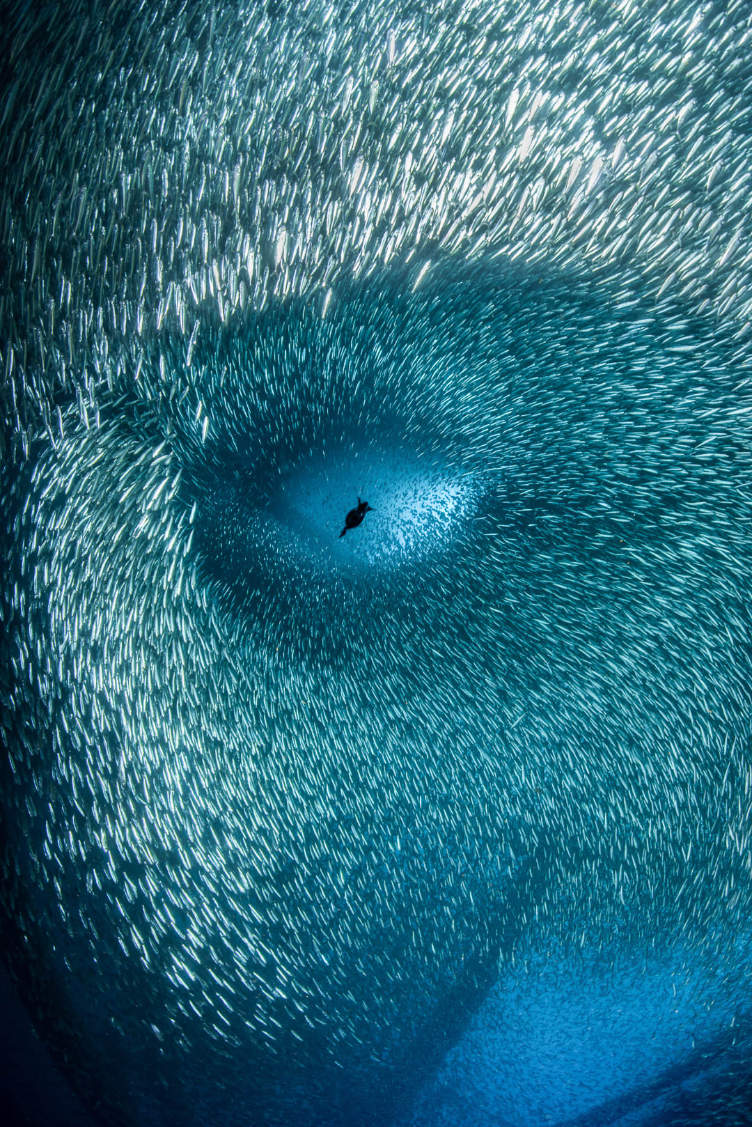 fotógrafo documentando "cara humana" En una encantadora escena submarina, ¿lo ves?