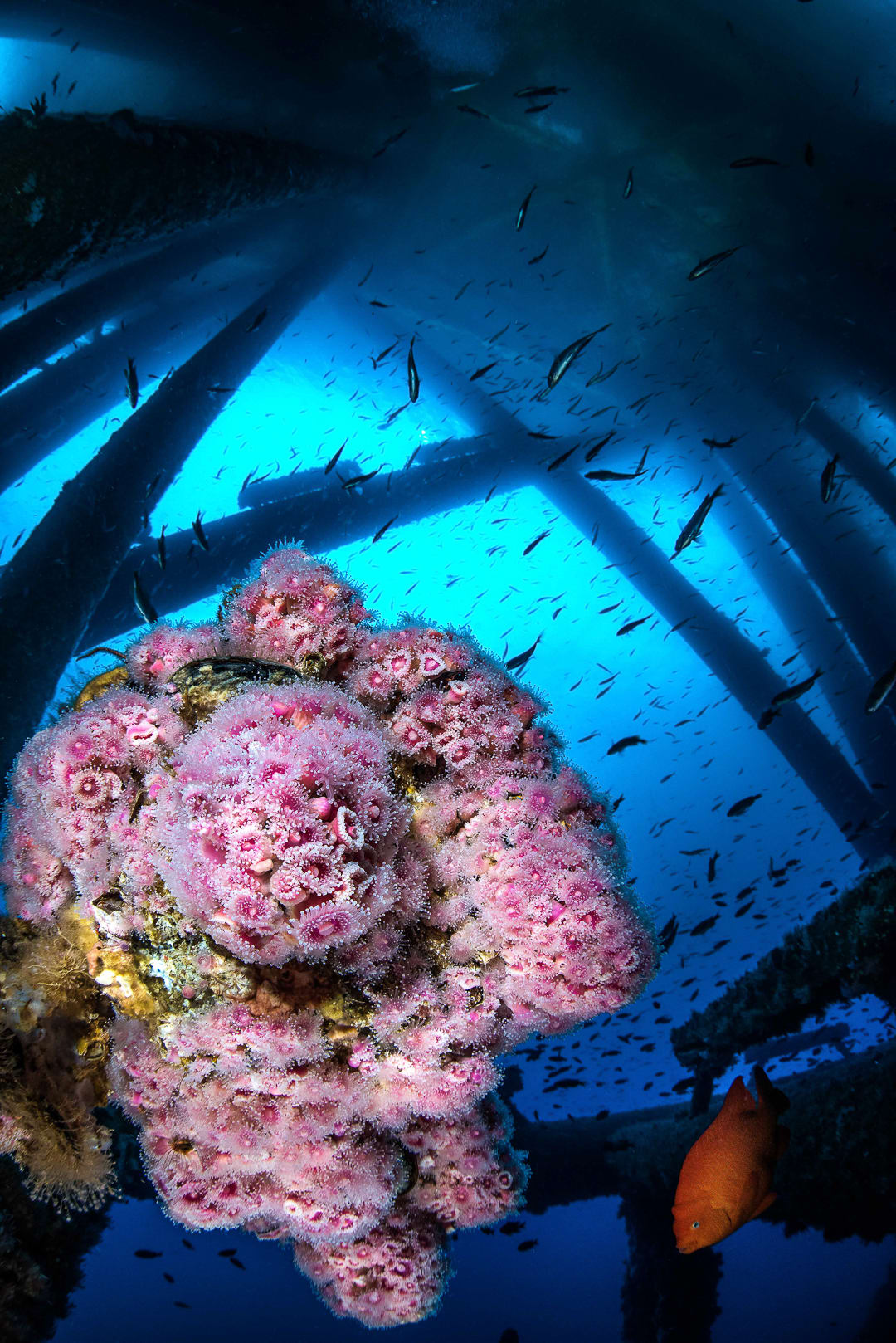 fotógrafo documentando "cara humana" En una encantadora escena submarina, ¿lo ves?