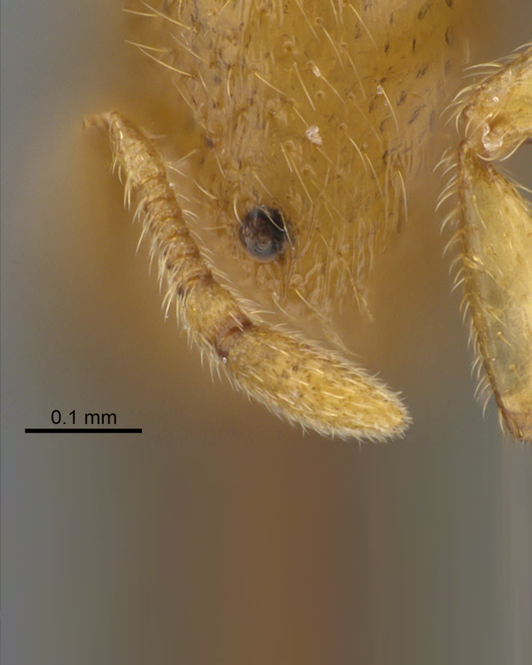  نملة الشارقة .. اكتشاف نوع نادر من النمل في الإمارات