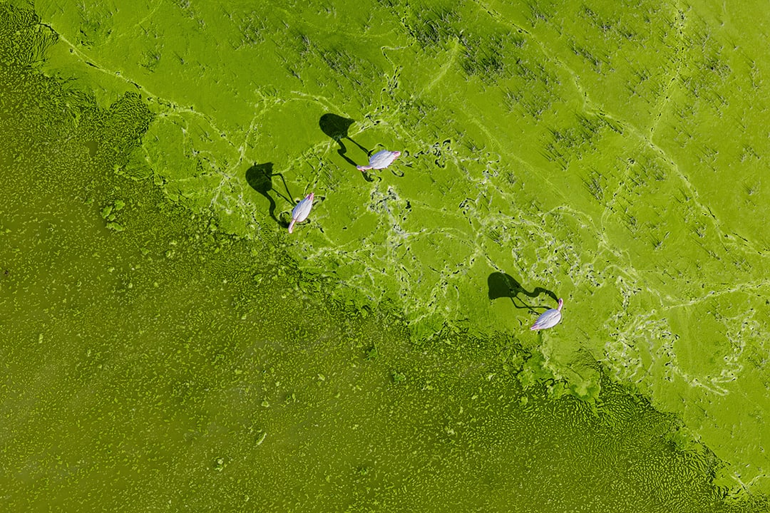 كأنّها وِحدة واحدة.. طيور الفلامنجو ترسم مشاهد عجيبة في بحيرة تركية