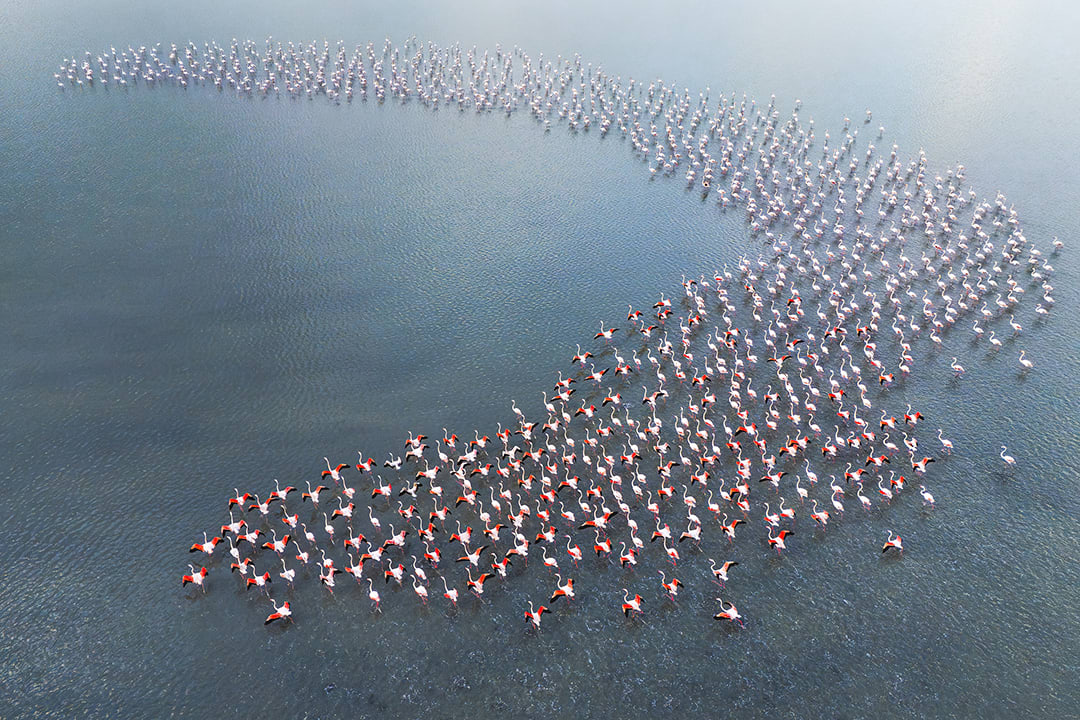 تتحرك مع بعضها البعض..طيور الفلامنجو ترسم مشاهد غريبة وسط بحيرة في تركيا