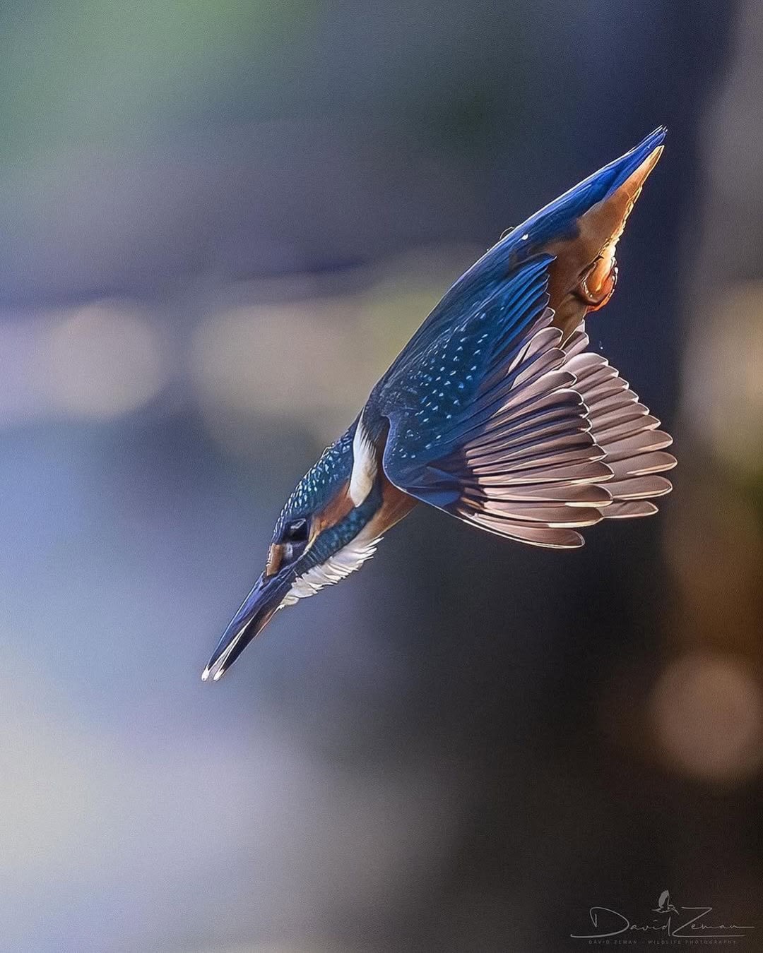 الرفراف الشائع