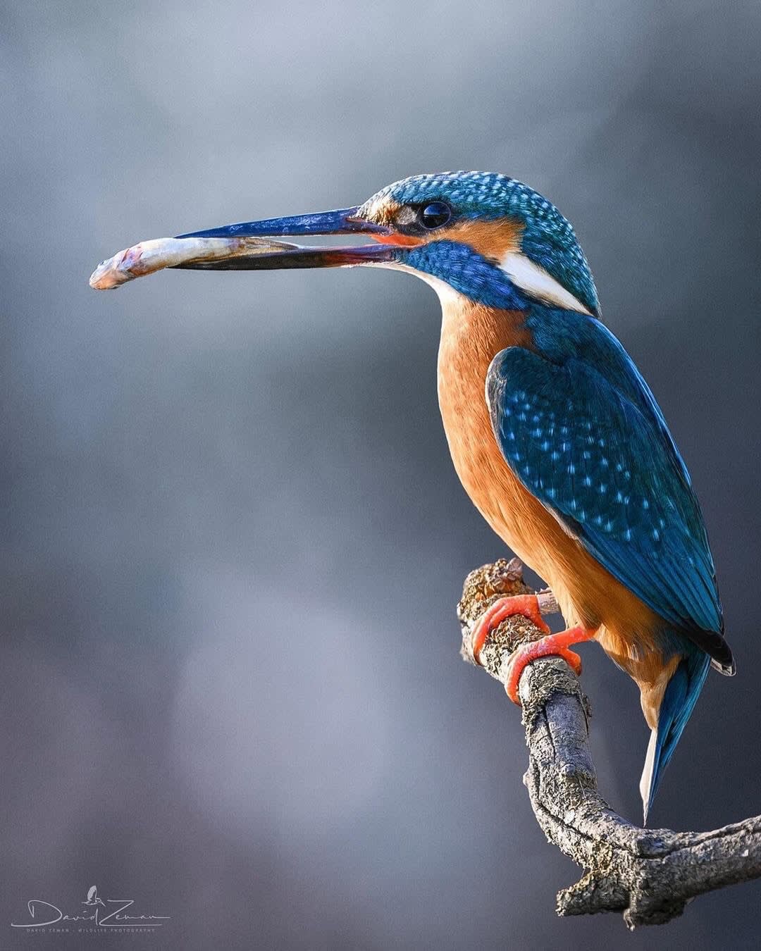 الرفراف الشائع