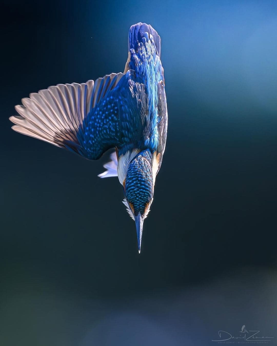 الرفراف الشائع