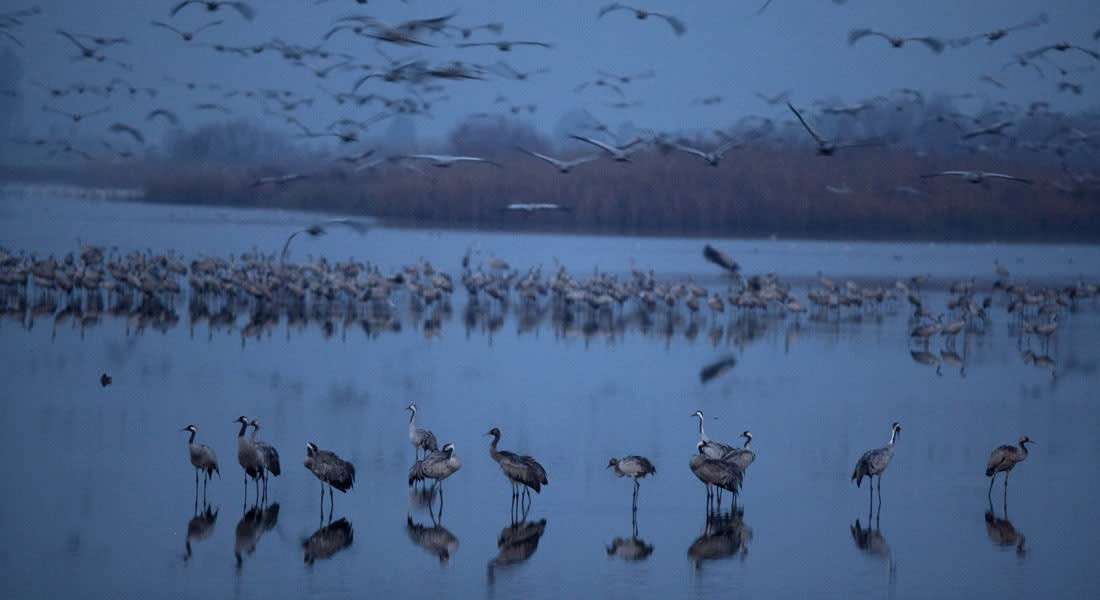 بحيرة طبريا..جنة الطيور المهاجرة