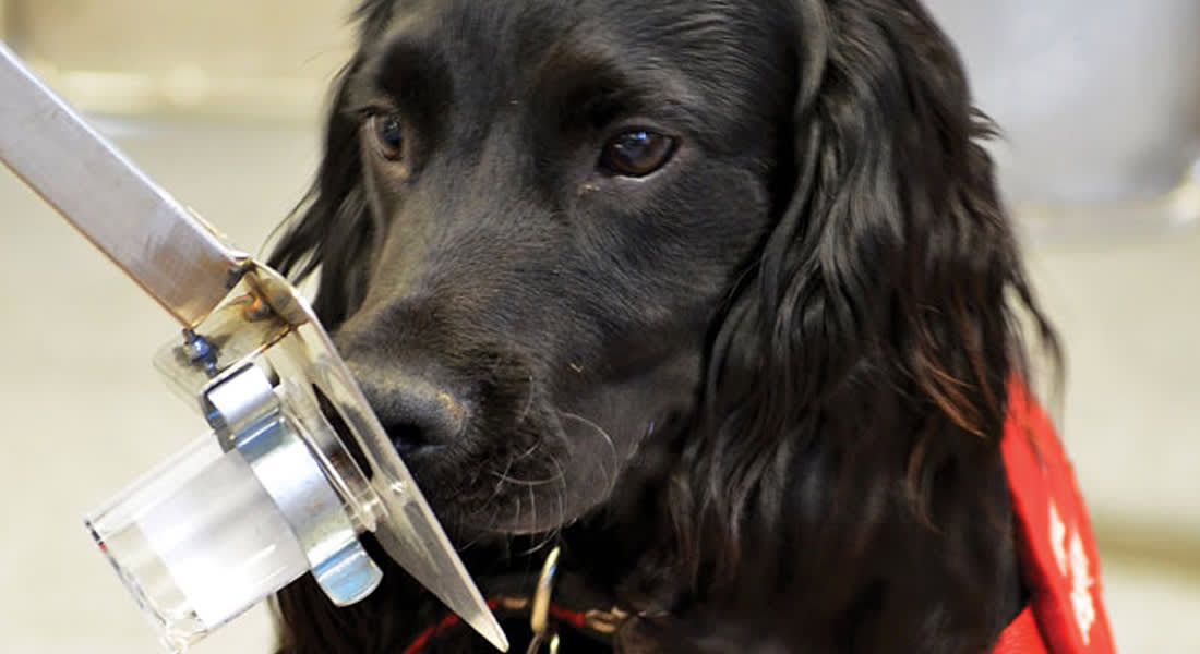 هل يمكن تطوير أجهزة مشابهة لأنوف الكلاب لـ "اشتمام" السرطان؟