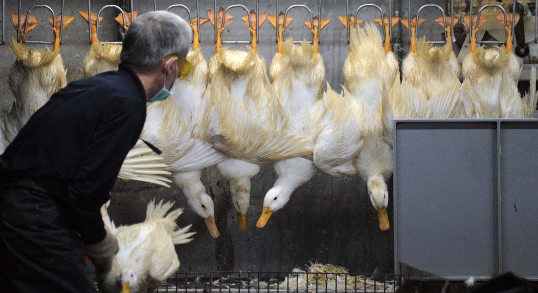 ظهور أول حالة انفلونزا طيور يعتقد أنها عدوى من بشر في الصين