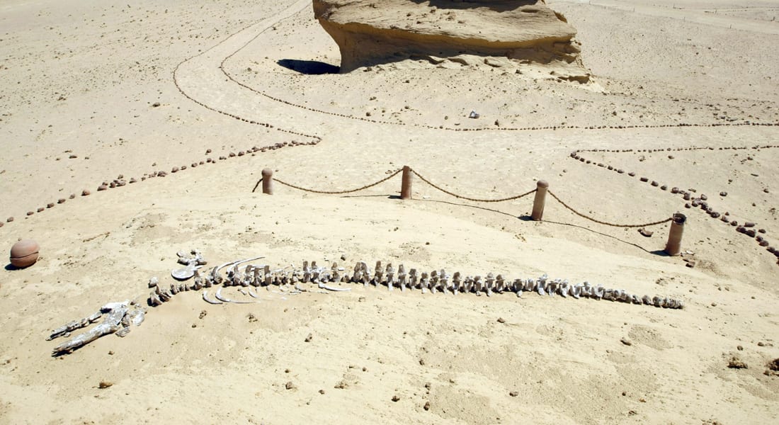 الكشف عن أكبر حوت سار على وجه الأرض.. عاش في مصر قبل 40 مليون سنة