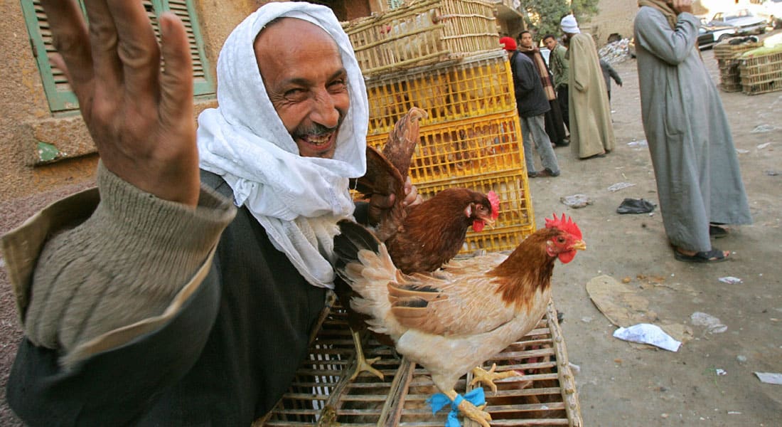 ذعر "أنفلونزا الطيور" يتجدد بمصر والحكومة تعلن رصد 370 "بؤرة إصابة" خلال 2015