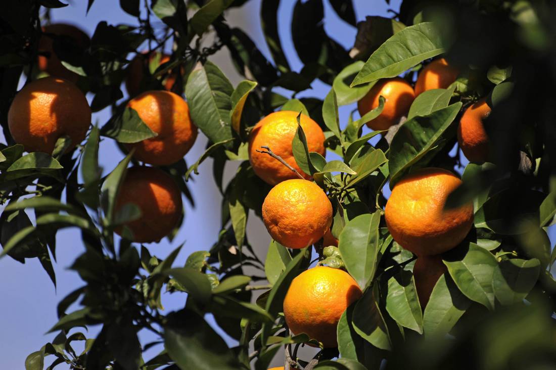 الولايات المتحدة توقف استيراد الحمضيات المغربية بسبب اكتشاف ذبابة المتوسط في شحنة برتقال