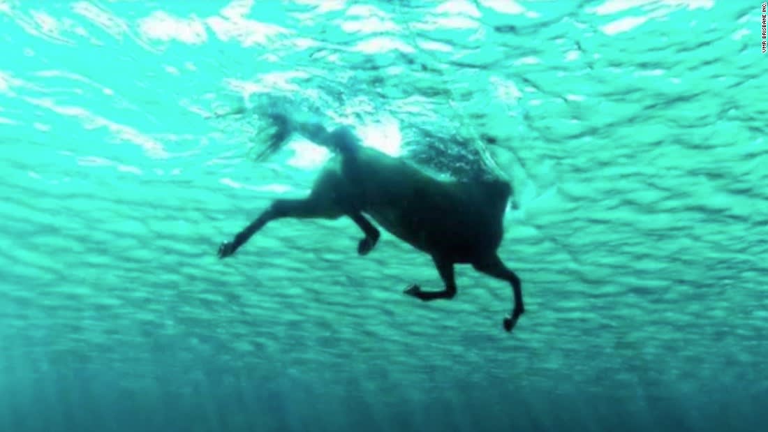 شاهد..  إنقاذ حصان "متمرد" سبح مسافة 11 كيلومتراً في البحر بأستراليا