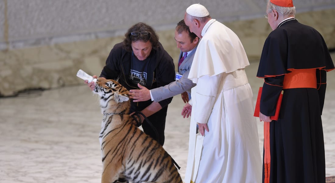 بالفيديو: بابا الفاتيكان في مواجهة نمر.. من يخاف من؟ 