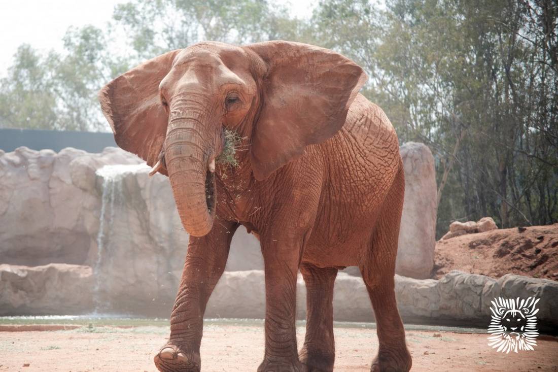 أنثى فيل تُلقي حجرًا على طفلة في حديقة الحيوانات بالرباط وتتسبّب في مصرعها