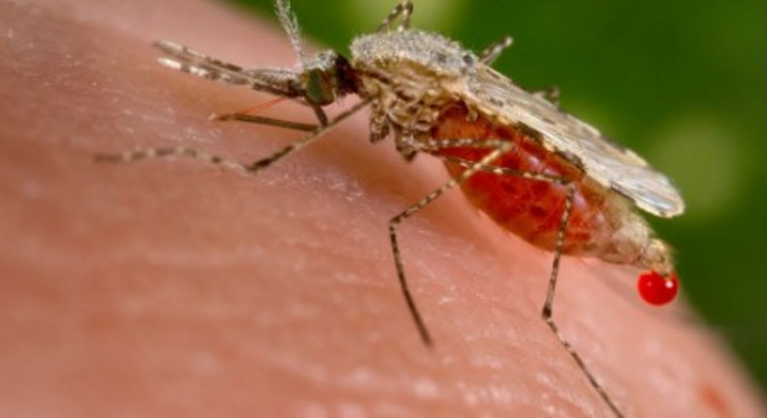 هل تستفيد الدول العربية من تجربة سريلانكا للتخلص من الملاريا؟