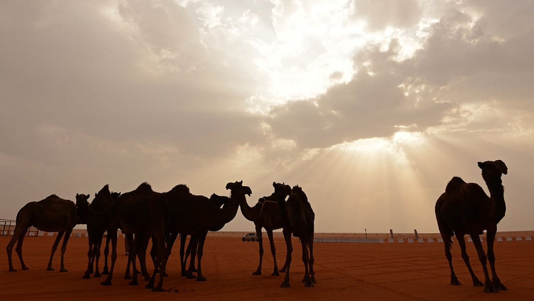السعودية: اكتشاف "كورونا" بحوارين واستبعاد القطيع المخالط من مهرجان الإبل