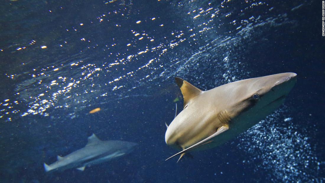الدلافين تلعب حول جزيرة نخلة جميرا في دبي وسط غياب البشر بسبب كورونا