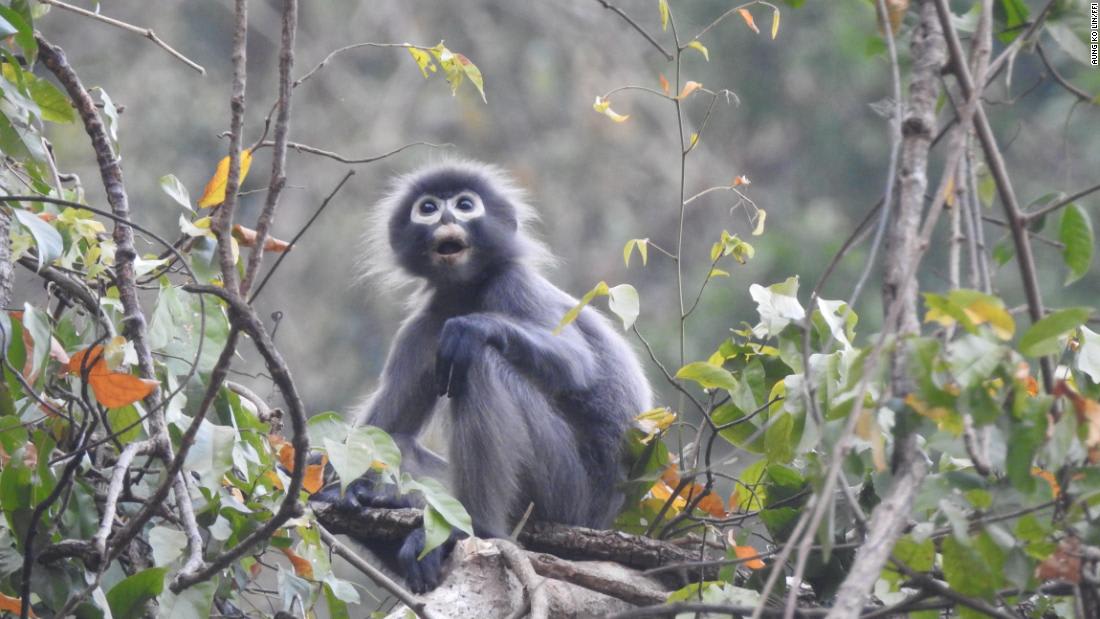 يحمل اسم بركان "مقدس".. اكتشاف نوع جديد من القرود المهددة بالانقراض في أدغال ميانمار
