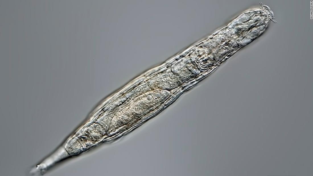 بعد 24 ألف عام..حيوان مجهري متجمد يعود للحياة في سيبيريا