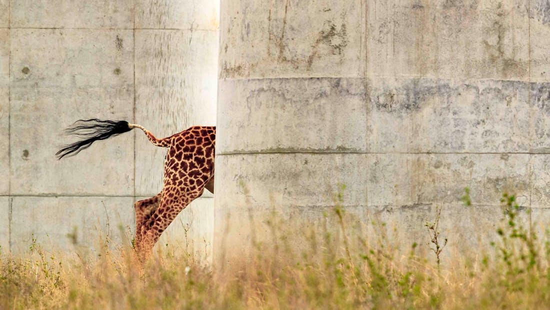 مسابقة "بنيامين مكابا" للتصوير الفوتوغرافي للحياة البرية في أفريقيا
