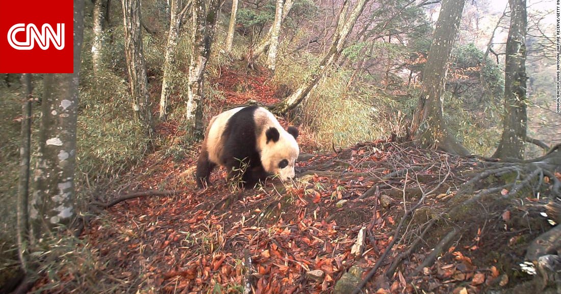 China declares its first national park to preserve animals in their  original habitat - Around World journal