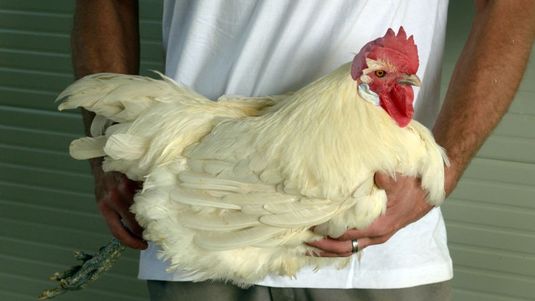 جزيرة ستيوارت خطأ شاحنة ثقيلة  كيف تتناول أغلى دجاج في العالم؟ - CNN Arabic