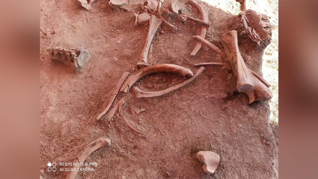العثور على عظام ماموث عملاقة عمرها 15 ألف سنة في المكسيك