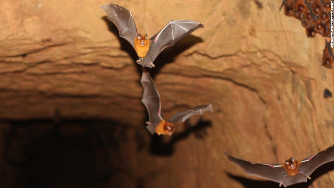 هذا هو الخفاش الذي يؤمن العلماء أنه نشر فيروس كورونا إلى العالم