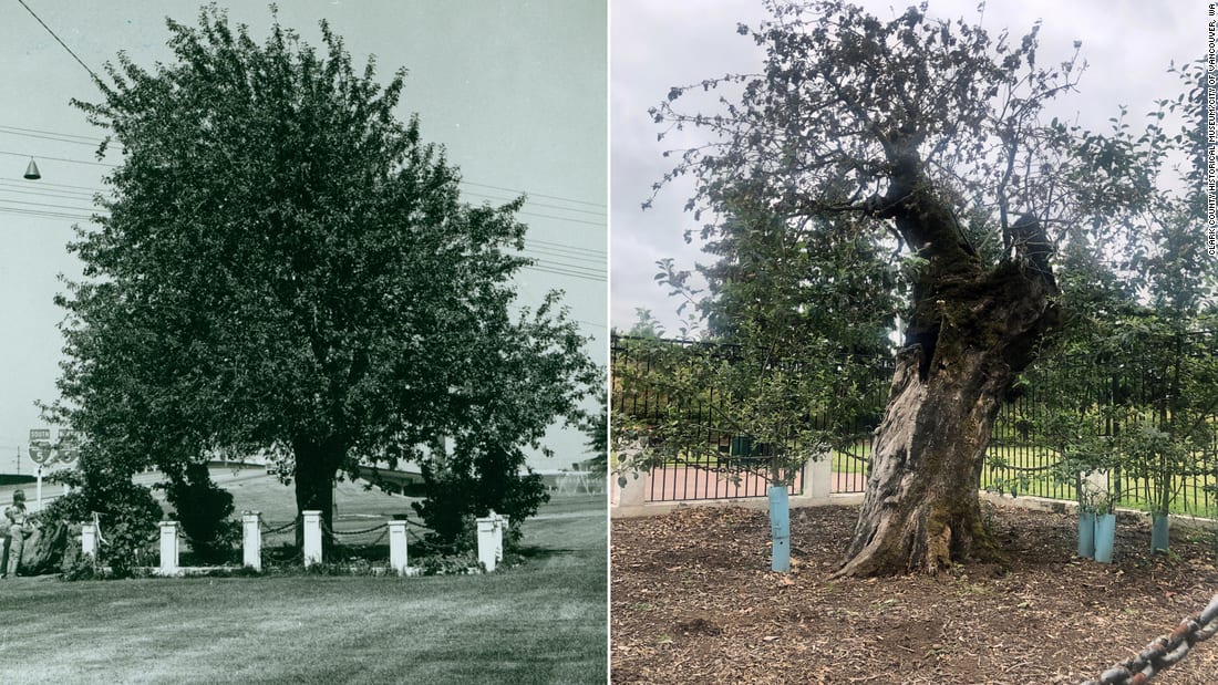 رغم جذعها المجوف.. اكتشاف شجرة صنوبر عمرها 1900 عام في الصين