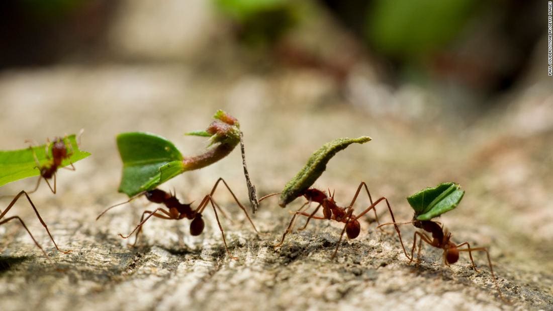 أول ظهور لتوأم آكل النمل العملاق في حديقة حيوان بالصين
