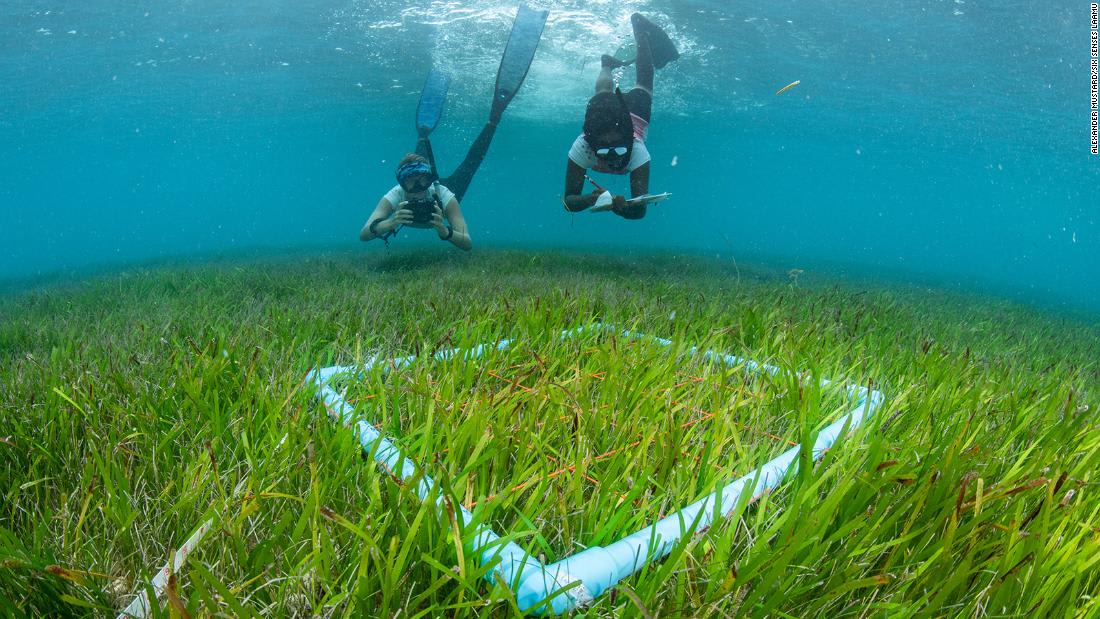 شاهد.. “قوس قزح حي” جديد عثر عليه العلماء في أعماق المياه المحيطة بجزر المالديف