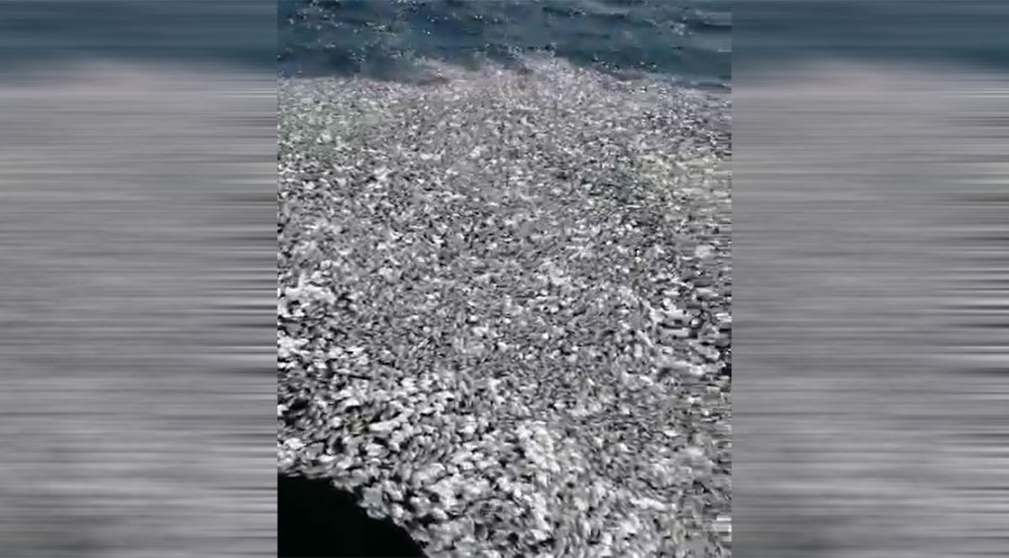 أسماك نافقة في بحر القنفذة وفقا لفيديو أعادت نشره إمارة منطقة مكة