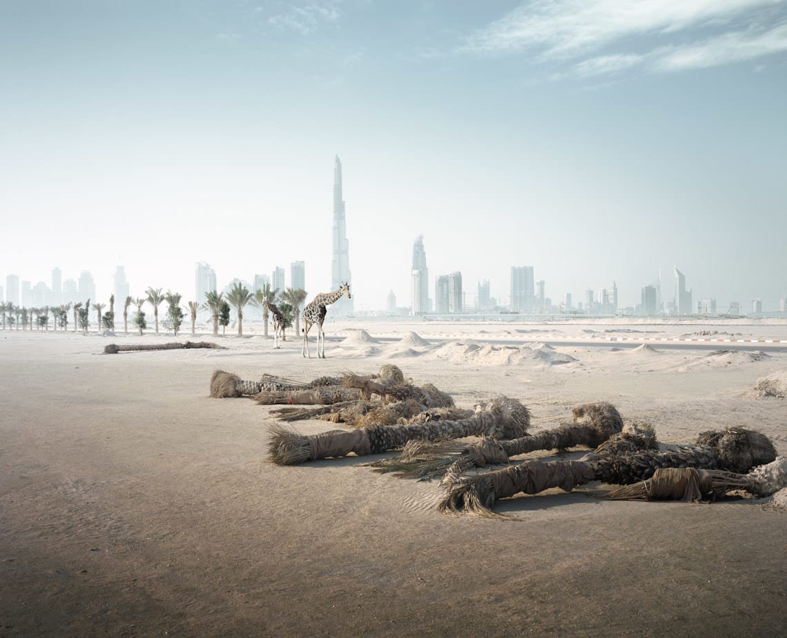 حيوانات هائمة ومساحات منسية.. هل هذا هو مستقبل الإمارات؟