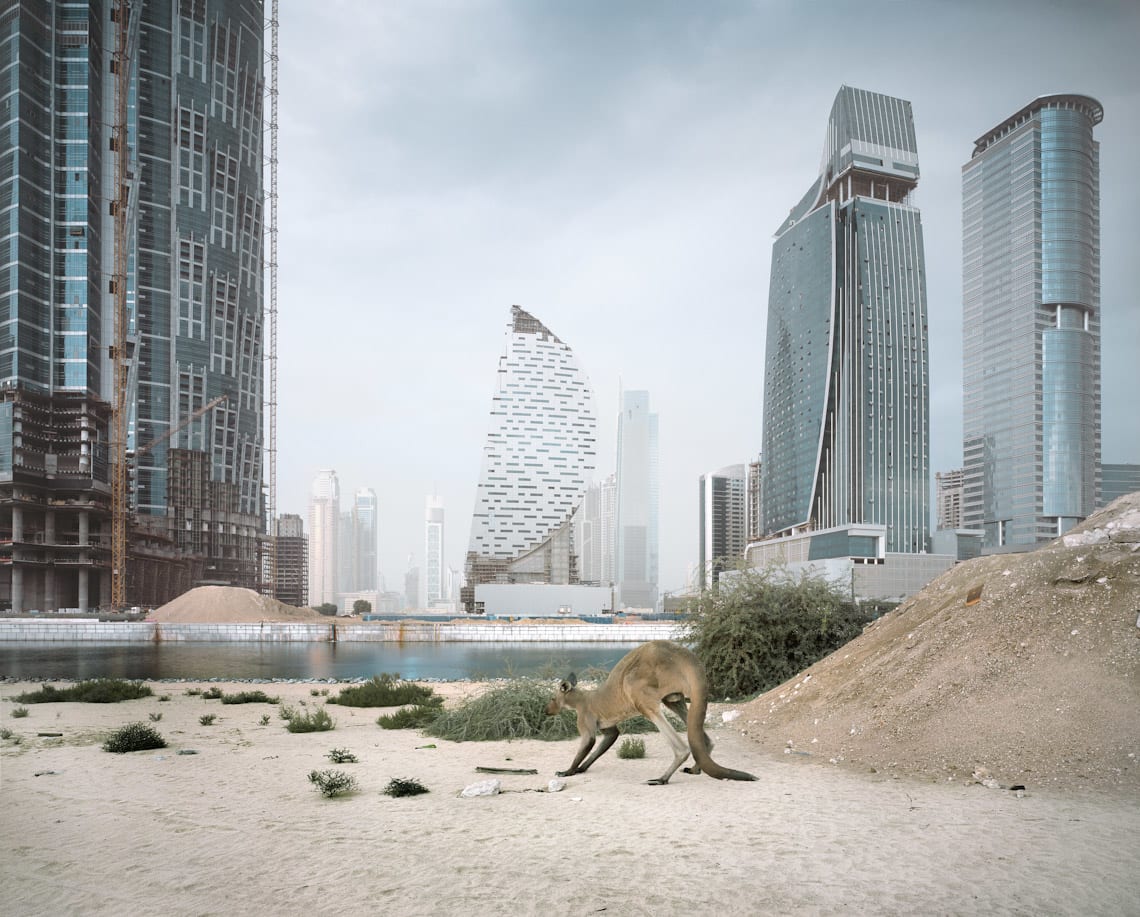 حيوانات هائمة ومساحات منسية.. هل هذا هو مستقبل الإمارات؟