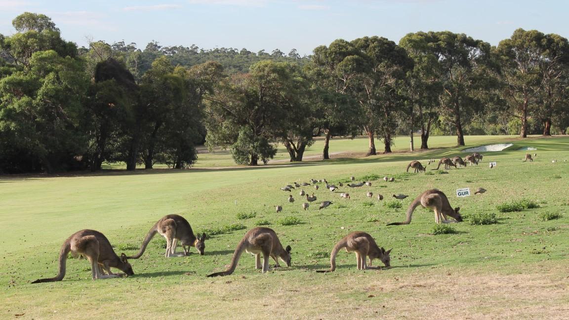 بين الثعابين والتماسيح وحيوانات الكنغر.. هكذا يكون لعب الغولف في أستراليا
