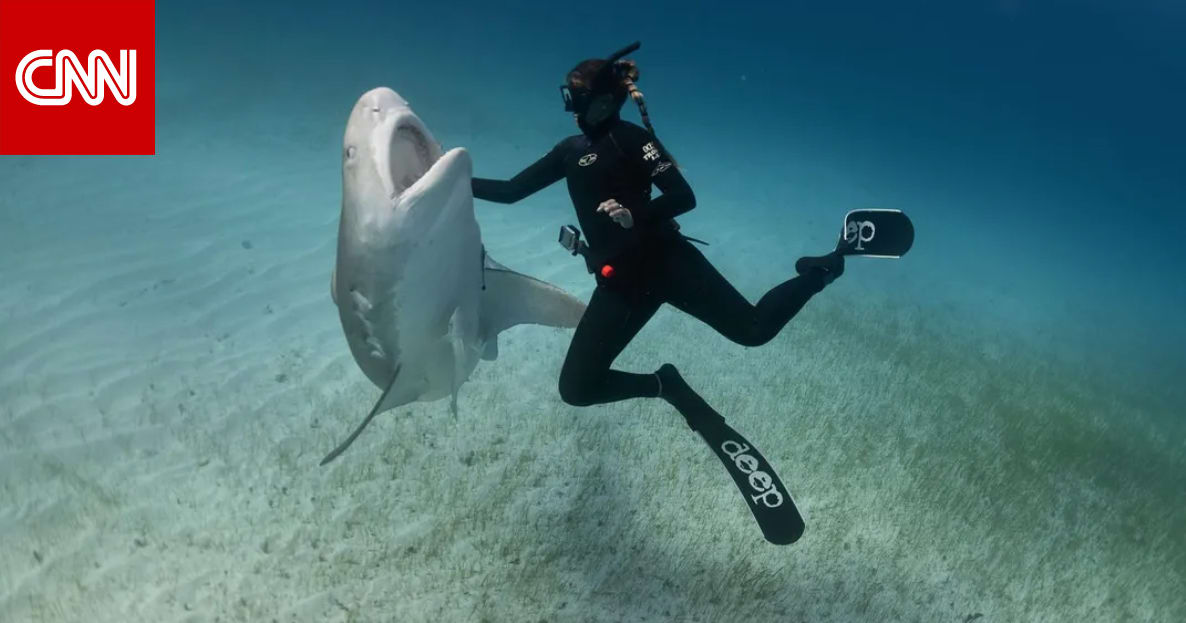 A submarine faces a shark underwater and takes it away with just one hand