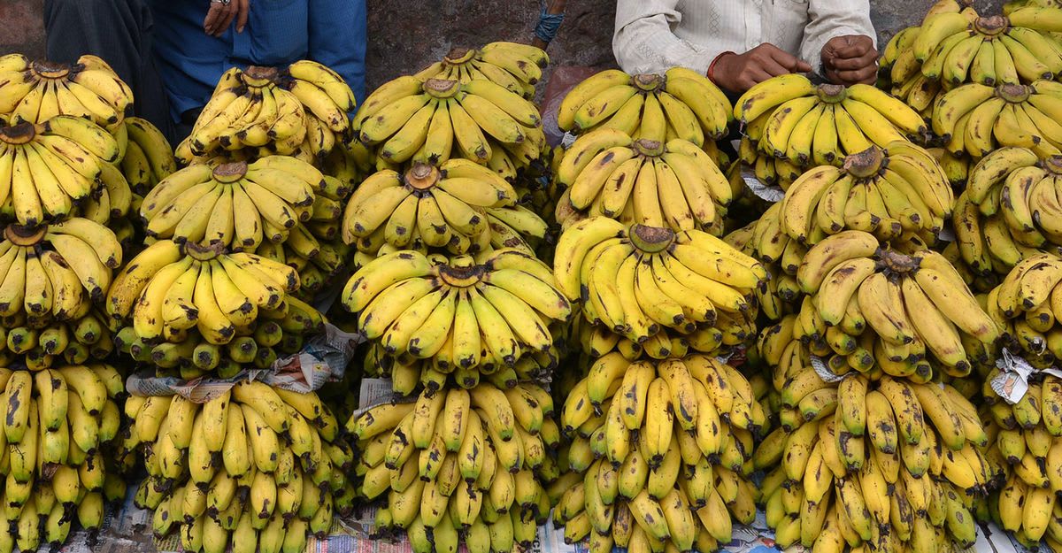 ارتفعت أسعاره بشكل قياسي.. الجزائر تمنح رخص استيراد 90 ألف طن من الموز لستة أشهر