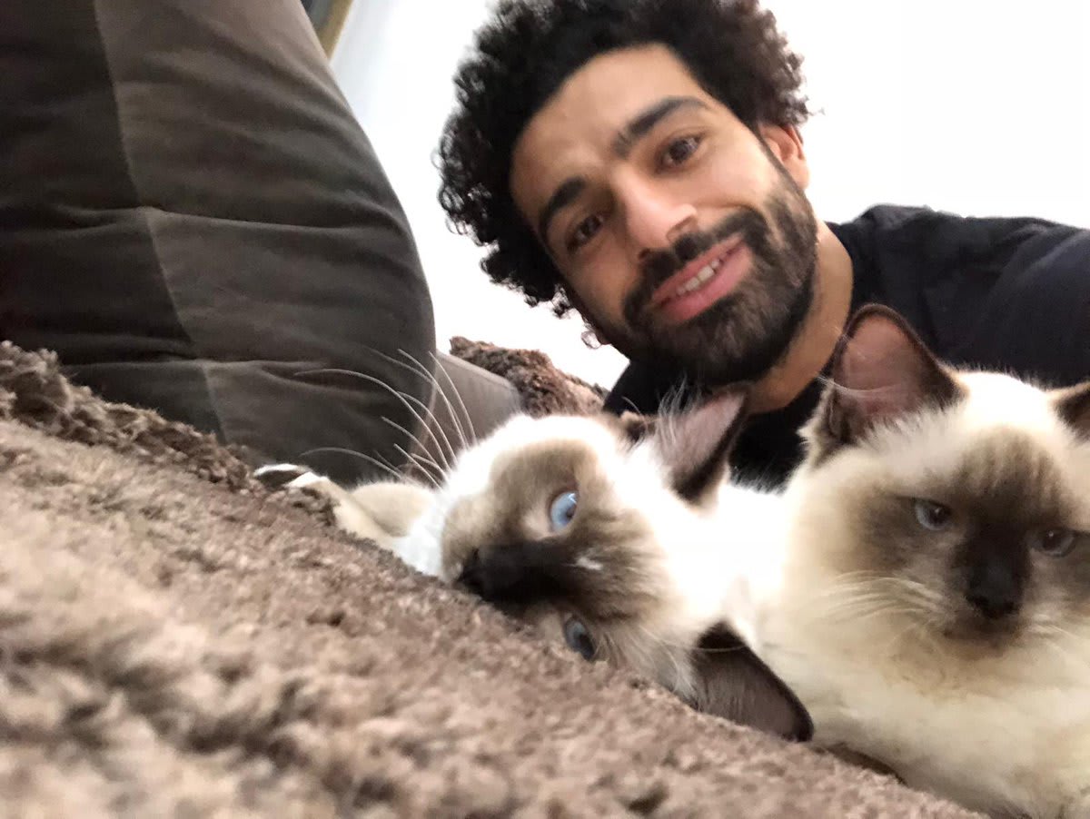 محمد صلاح يغرد عن القطط والكلاب بعد جدل حول تصديرها بمصر