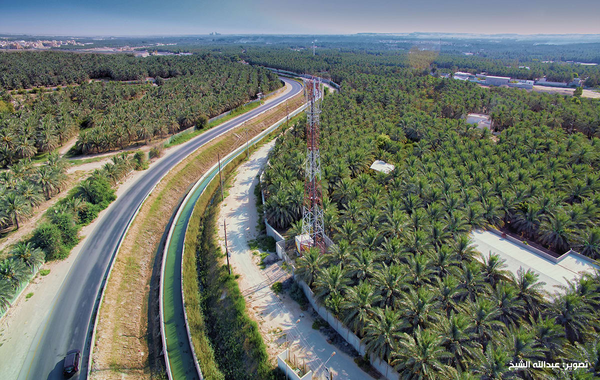 بـ2.5 مليون شجرة نخيل.. تعرف إلى أكبر واحة نخيل بالعالم في السعودية