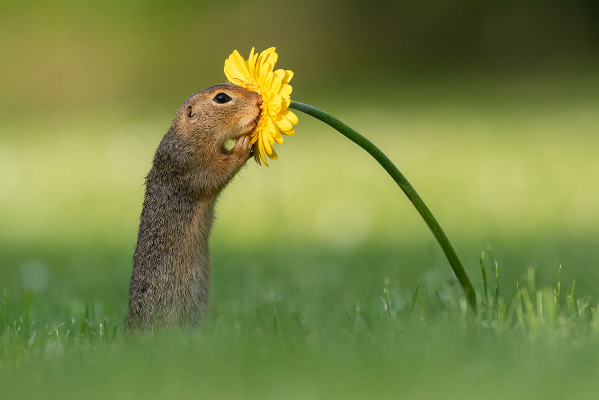 "foto de edad"Un holandés captura el raro momento de una ardilla inhalando la fragancia de una flor