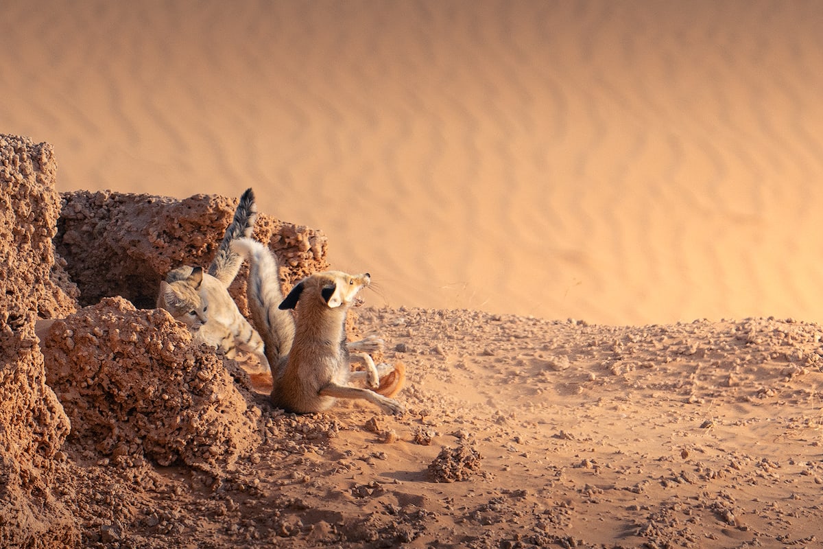 مصور يرصد صراعا بين ثعلب وقط رملي بالسعودية.. من خرج منتصرًا؟