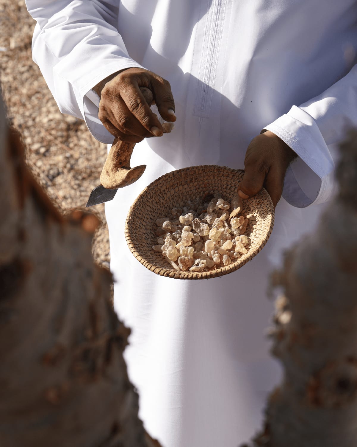 شجرة تذرف الدموع في سلطنة عمان..هكذا تستخرج رائحة الملوك 