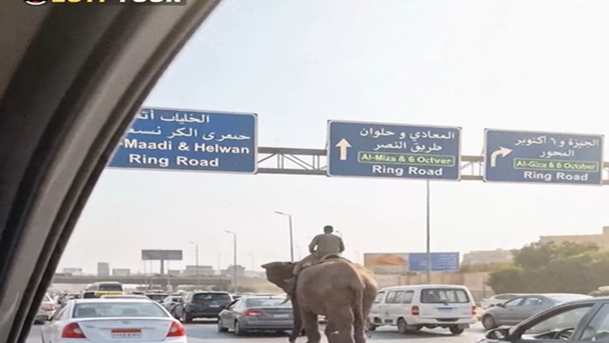 زحام مروري بسبب "فيل صلاح سالم" بمصر..ما حقيقة فيديو الرائج؟