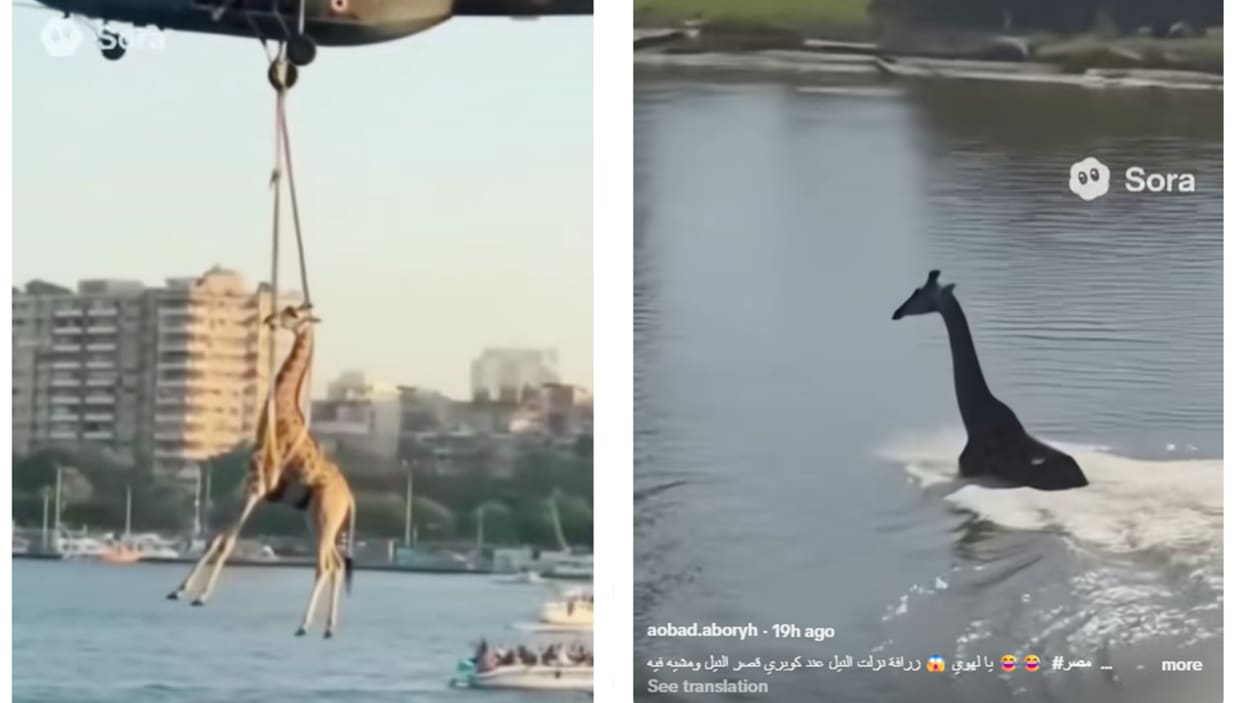 "زرافة تسبح في النيل وإنقاذها بمروحية" في مصر.. ما حقيقة الفيديو؟ 