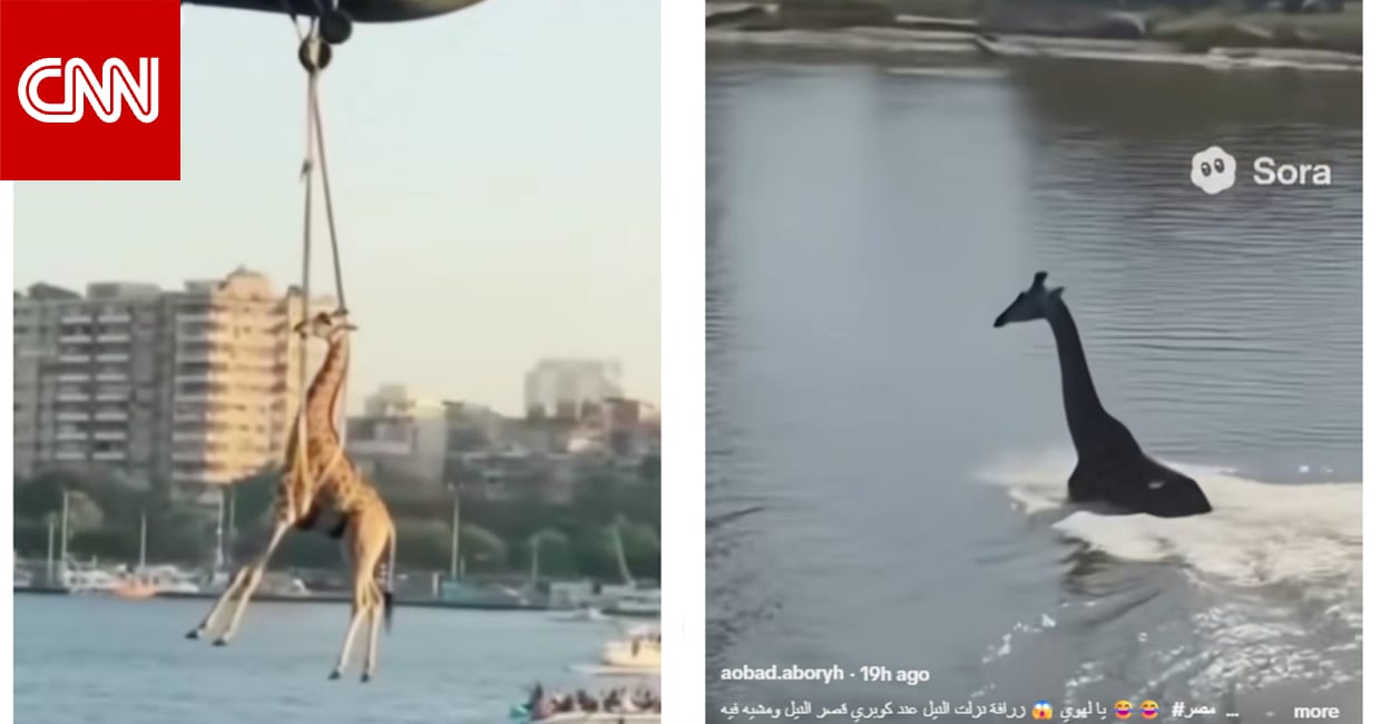 "زرافة في نهر النيل وإنقاذها بمروحية" في مصر.. ما حقيقة الفيديو؟