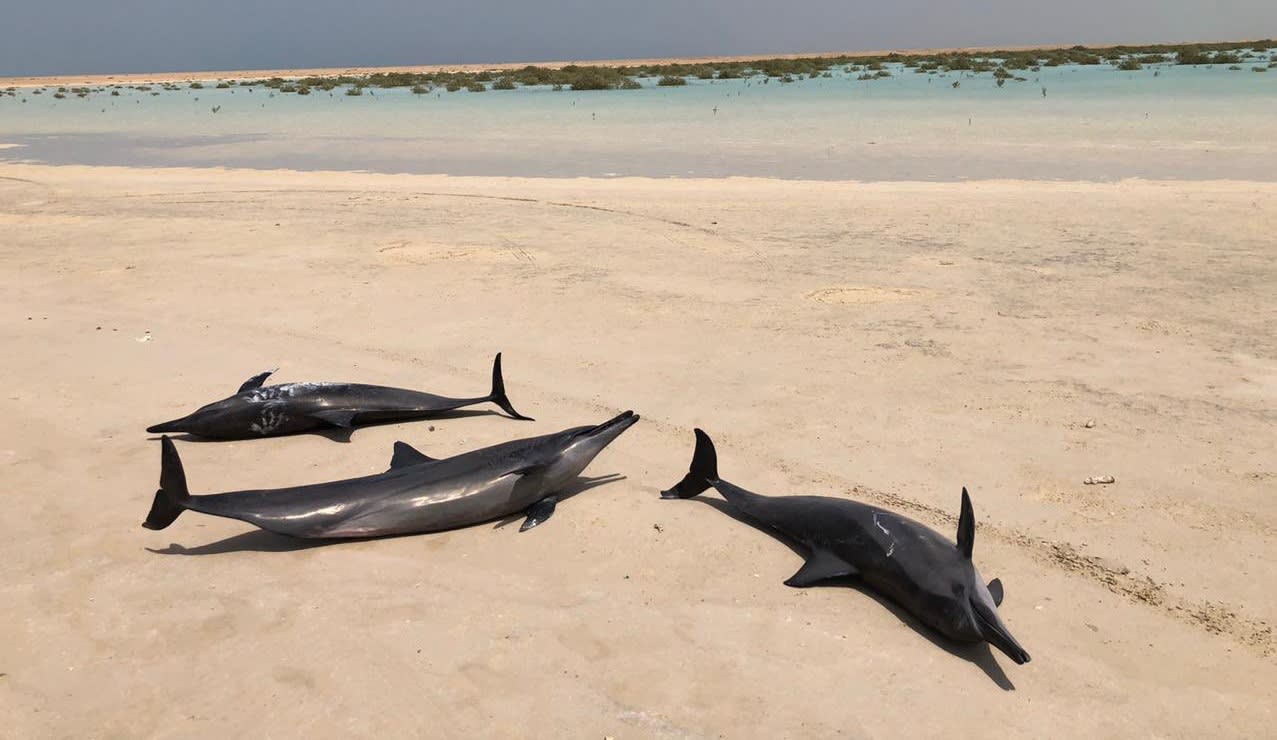السعودية: إنقاذ عشرات الدلافين بعد جنوحها بعيدًا عن البحر.. وبيان رسمي يوضح ما حدث
