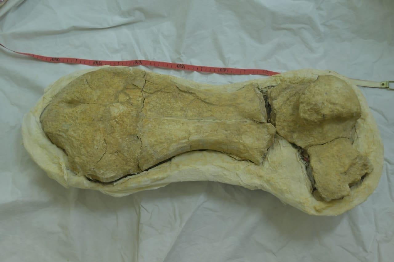 اكتشاف عظام أكبر سلحفاة بحرية يرجع تعود لأكثر من 70 مليون عام بالصحراء الغربية